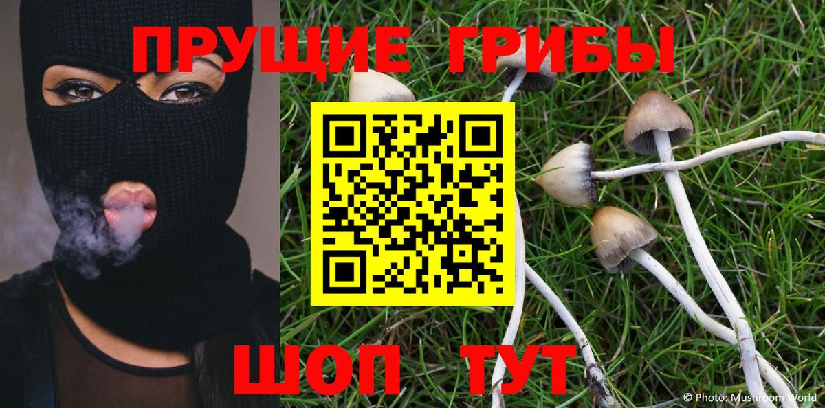 Псилоцибиновые грибы Psilocybine cubensis Великие Луки